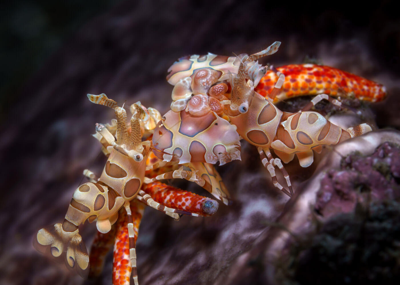 Exclusive Interview with Andrey Savin-an excellent underwater photographer