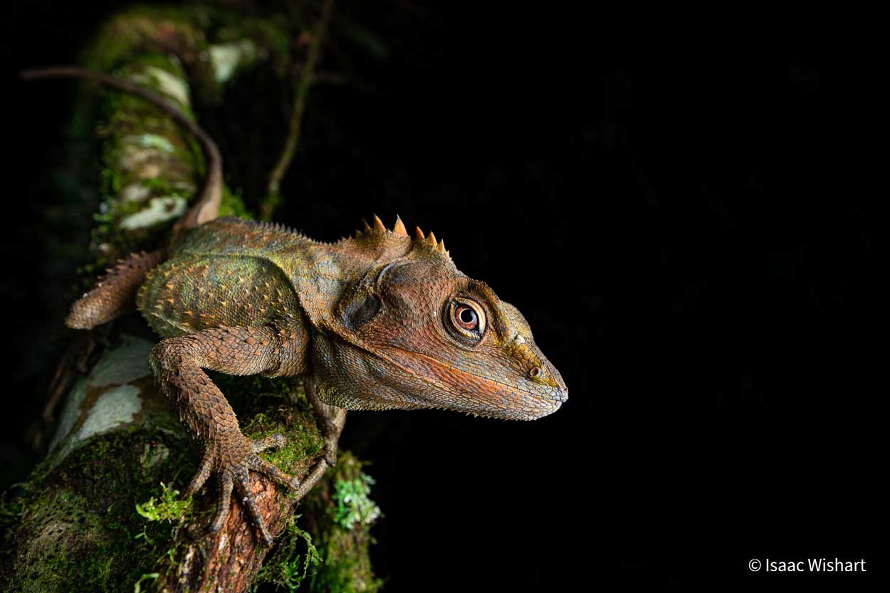 30 most influential macro photographers to follow in 2024