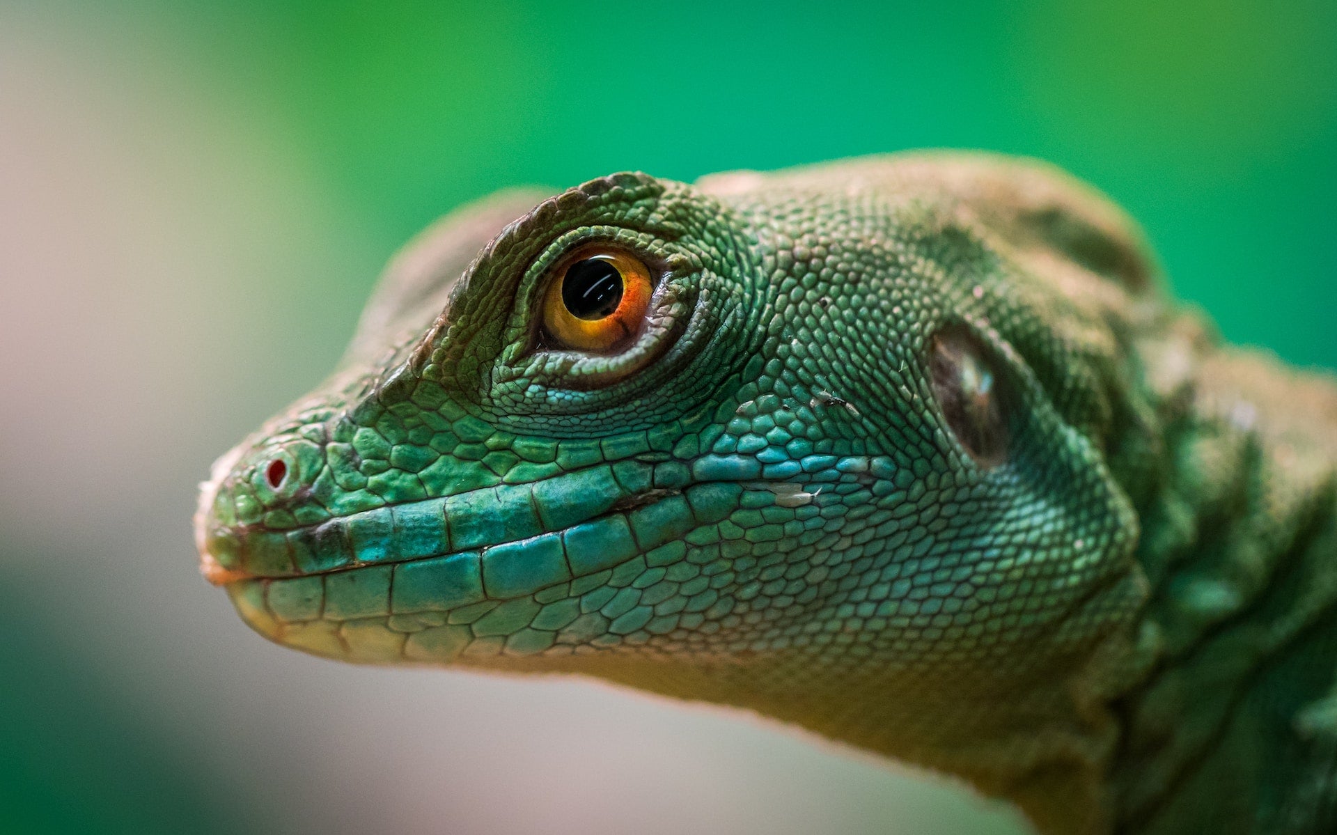 Micro vs Macro photography -What is the difference?